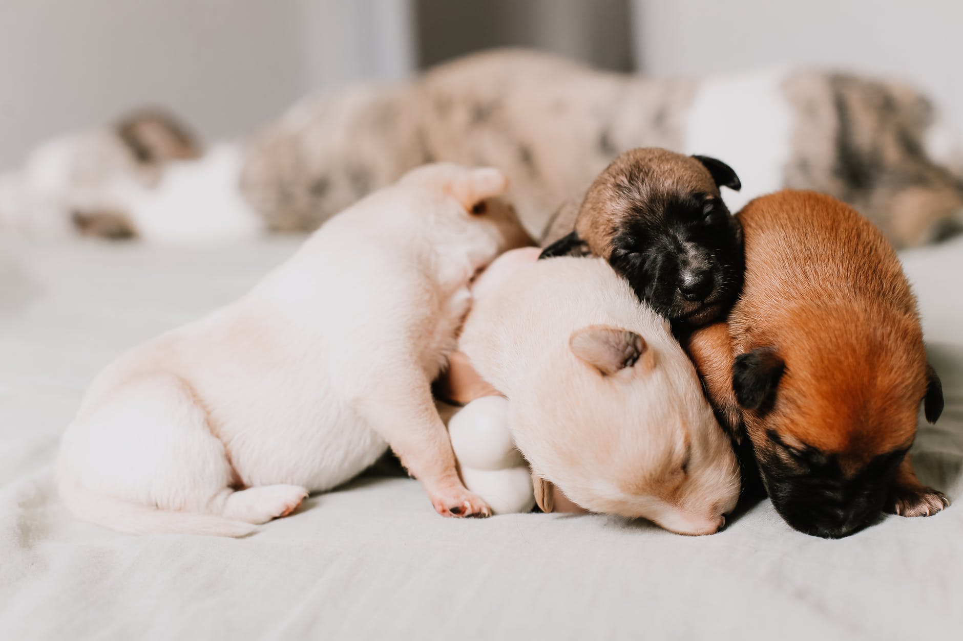 close up of four puppies sleeping tightly together
