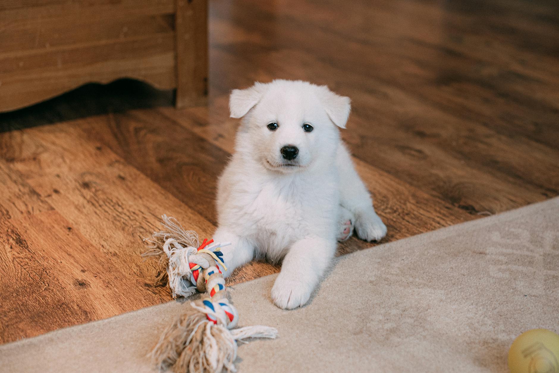 a puppy lying on wooden floor