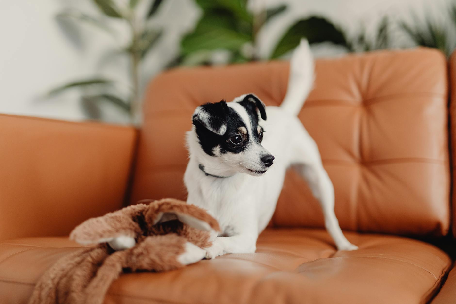 small dog playing with a toy on the sofa